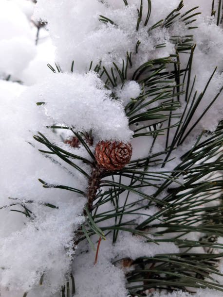 istock Snow-covered pine branches. Snow on pins 1359214769