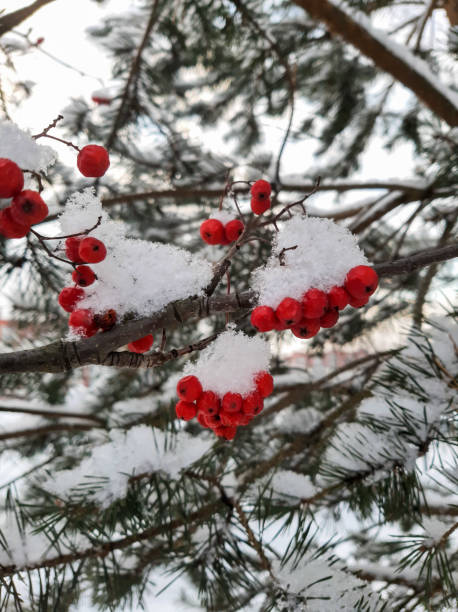 istock Rowan berries in the snow 1359214785