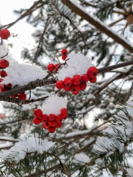 istock Rowan berries in the snow 1359214802