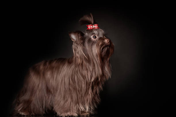 bellissimo cane yorkshire terrier con i capelli lunghi di colore cioccolato marrone scuro e fiocco rosso in piedi su sfondo nero - bow satin red large foto e immagini stock