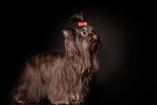 Beautiful Yorkshire terrier dog with long hair of dark brown chocolate color and red bow standing against black background