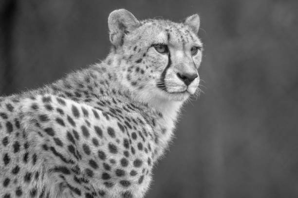 istock Cheetah up close in black and white 1359215896
