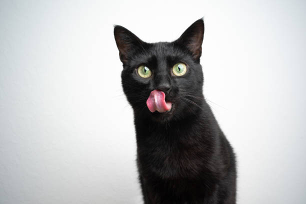 istock hungry black cat licking lips 1359216700