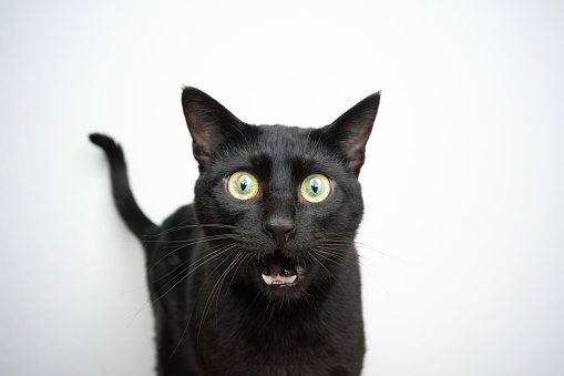 black cat making funny face looking shocked or surprised with mouth open on white background