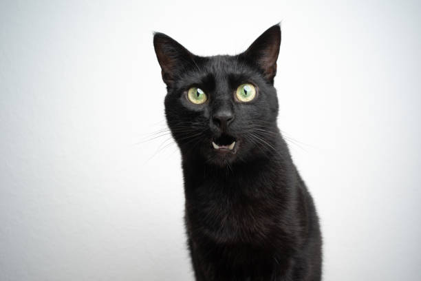 istock black cat meowing on white background 1359216763