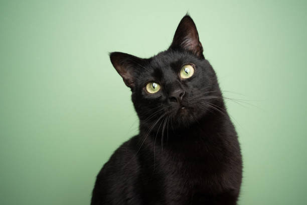 istock black cat portrait on mint green background 1359216854