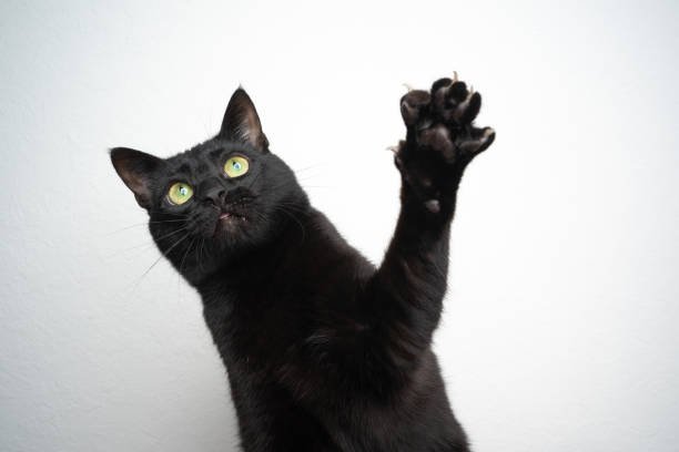 Cute black cat peeking over the top of kitchen cabinets 