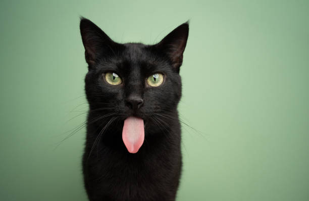 istock funny black cat sticking out long tongue 1359217301