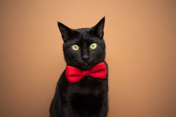 istock cute black cat wearing red bow tie portrait 1359217437