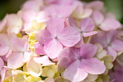 Closeup beautiful soft purple Hydrangea flowers, background with copy space, full frame horizontal composition