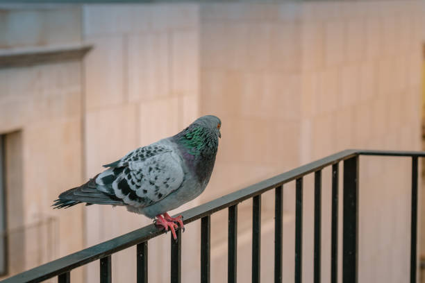 istock A Pigeon sitting on Balcony Railing, look at left side 1359221846