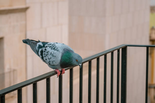 istock A Pigeon sitting on Balcony Railing, look down 1359221955