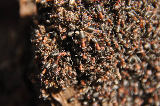 Red ants on an anthill in the woods basking in the spring sun after a long snowy winter. Red ants on an anthill in the woods basking in the spring sun after a long snowy winter. termite queen stock pictures, royalty-free photos & images