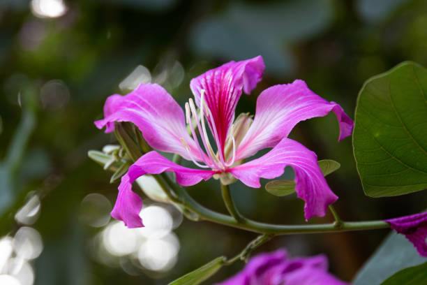 istock Close up Blooming Purple flower 1359224779