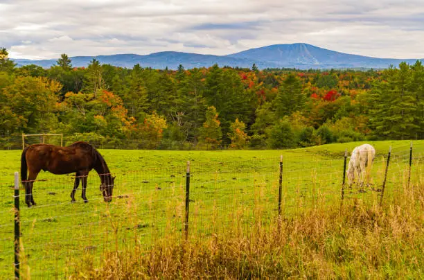 Photo of Horse pasture in Vermont