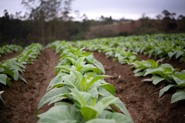 istock tobacco plantation 1359226931