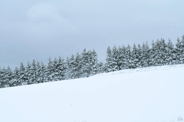 schneebedeckte tannenlinie am rande eines ländlichen feldes im winter (new brunswick, kanada) - treelined forest at the edge of scenics stock-fotos und bilder