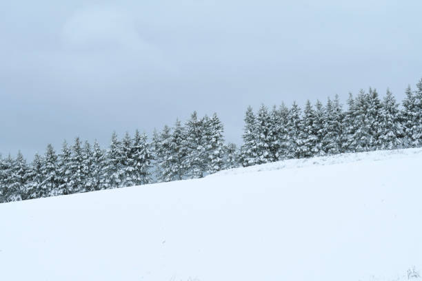 linha de árvores de abeto coberta de neve na borda de um campo rural no inverno (new brunswick canada) - treelined forest at the edge of scenics - fotografias e filmes do acervo