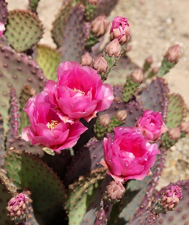 Cactus in the desert in bloom in Arizona