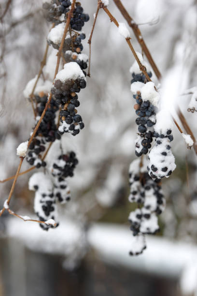 istock Vine grapes covered snow in garden. cloudy day 1359229955