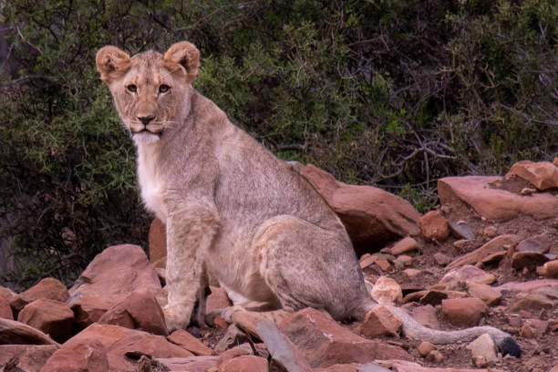 istock Lion in South Africa 1359229990