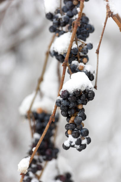 istock Vine grapes covered snow in garden. cloudy day 1359229998