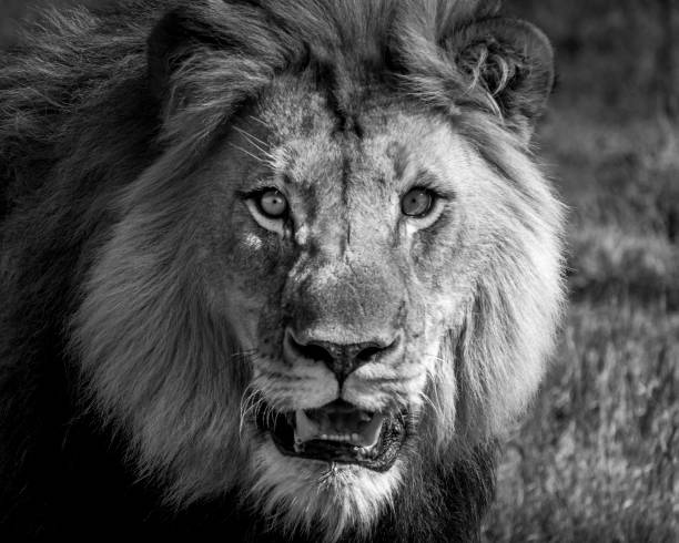 istock Lion in South Africa 1359230114