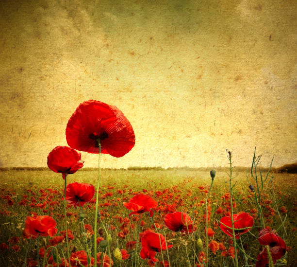 istock grunge poppies  landscape 1359230204