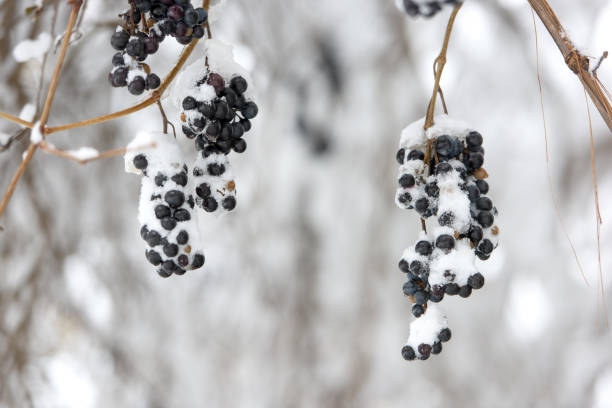 istock Vine grapes covered snow in garden. cloudy day 1359230561