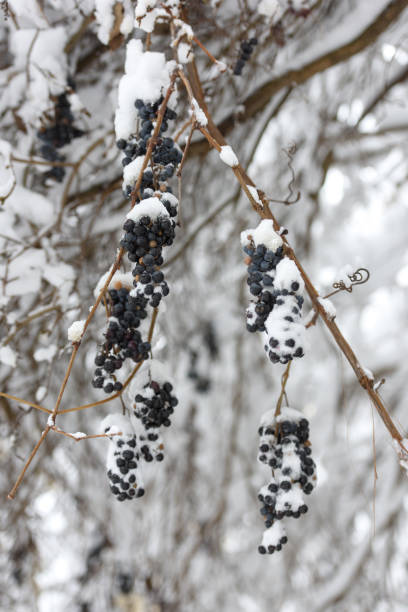 istock Vine grapes covered snow in garden. cloudy day 1359230591