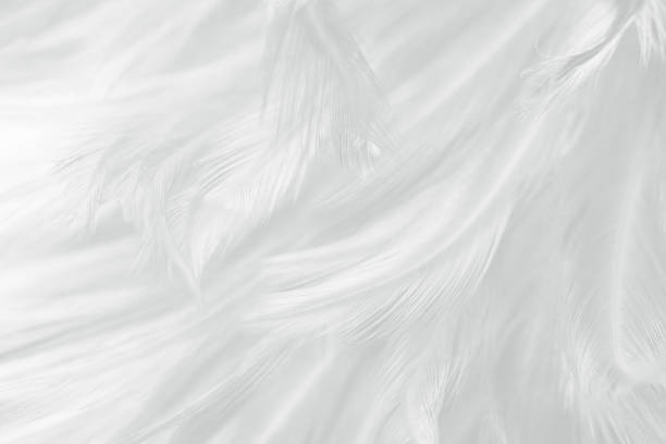 istock Beautiful white gray colors tone feather texture background 1359232764