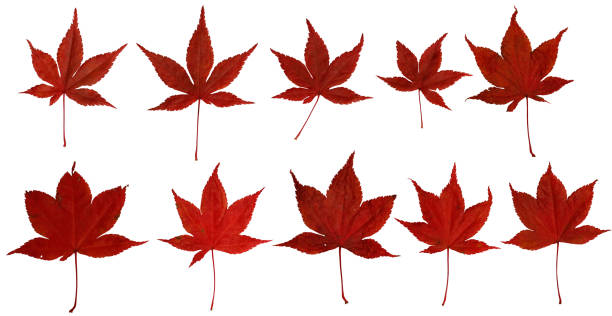 istock 10 different japanese maple leaves on white background 1359232797