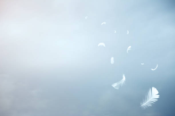 White feathers floating in the sky White feathers floating in the sky peacock feather drawing stock pictures, royalty-free photos & images