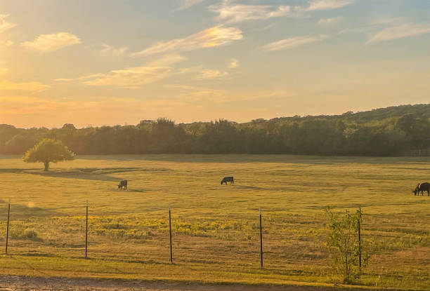 Black Angus Cows on Texas Ranch Farm Sunset Sun setting over Texas, USA while grassfed cows graze ranch stock pictures, royalty-free photos & images