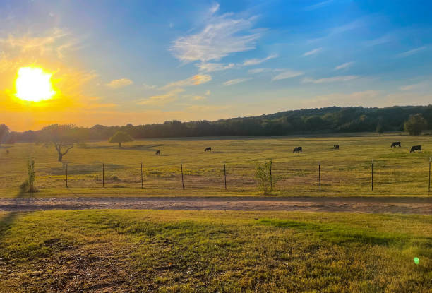 istock Black Angus Cows on Texas Ranch Farm Sunset 1359234888