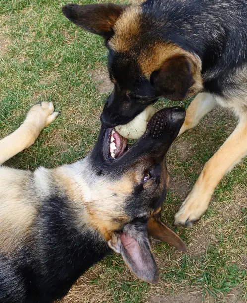 Two German Shepherd dogs having fun playing together with a ball on the grass in the backyard.