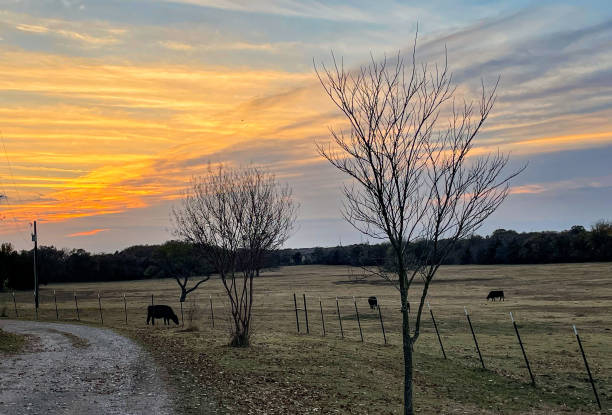istock Black Angus Cows on Texas Ranch at Sunset 1359234953