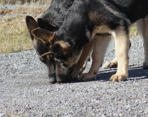 istock German Shepherd Dog Noses Sniffing Together 1359234958