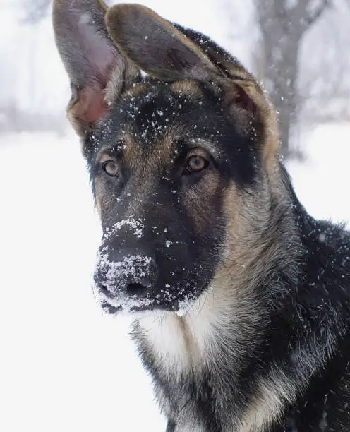 Cute German Shepherd puppy covered in snow on cold winter day, snowy pet photograph with blurry background.