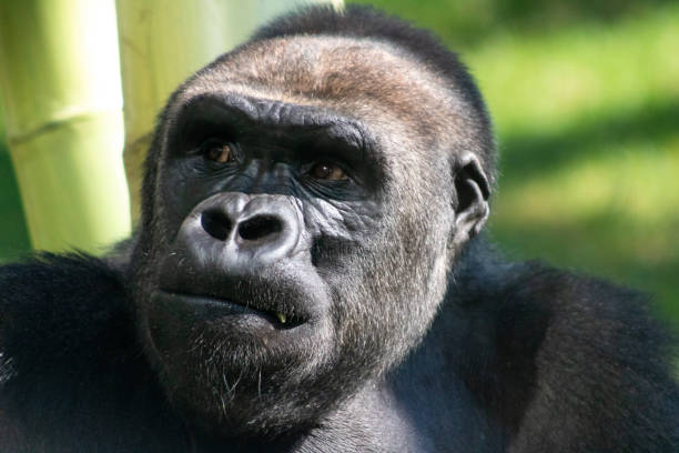 gorilla sitting calmly in deep thought - gorilla zoo animal silverback gorilla imagens e fotografias de stock