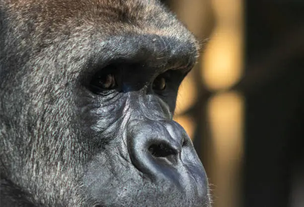 Photo of Gorilla sitting calmly in deep thought