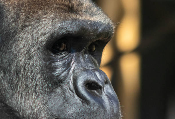 gorilla sitting calmly in deep thought - gorilla zoo animal silverback gorilla imagens e fotografias de stock