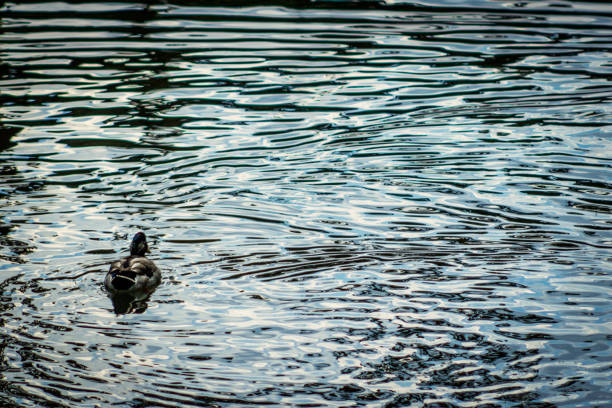 Duck surrounded by ripples of water