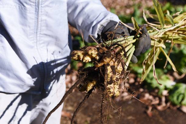 istock Ginger harvesting work scene in the vegetable garden. 1359236864