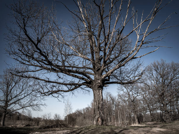 istock dry withered tree in the forest, drought, season without precipitation, forest fires, tree death due 1359237878
