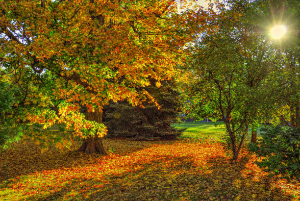 istock Fall Leaf Colors at sunrise-Howard County, Indiana 1359238022