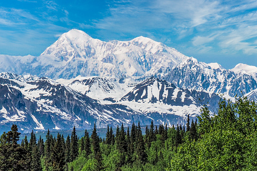 Mount Denali with snow and a forest in the foreground