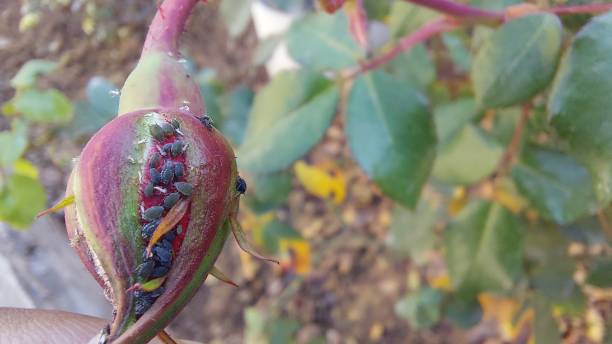 istock rose bud with little insects closeup 1359241731