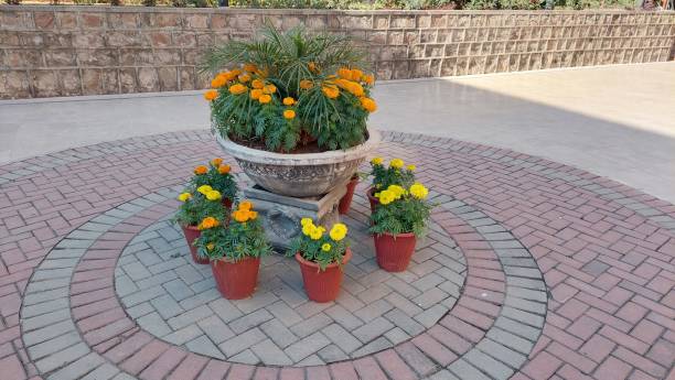 istock flowers plants pots on footpath 1359241756