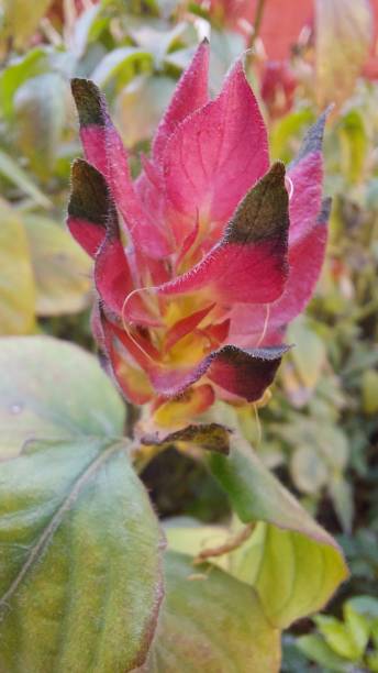 istock red leaves like a flower 1359241778